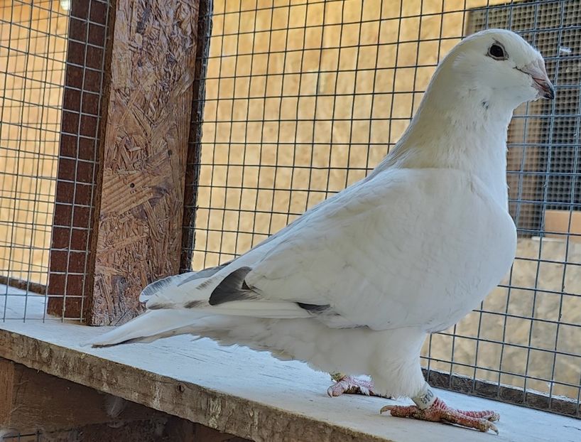 11 - Pui voiajor standard 2023