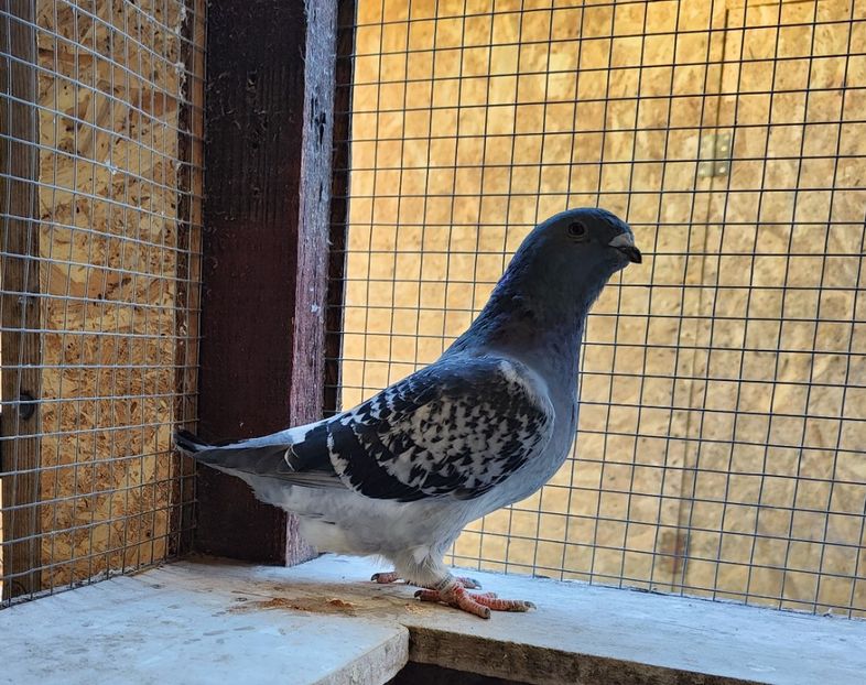 12 - Pui voiajor standard 2023