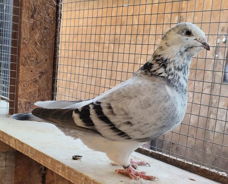 1 - Poze porumbei maturi 2024