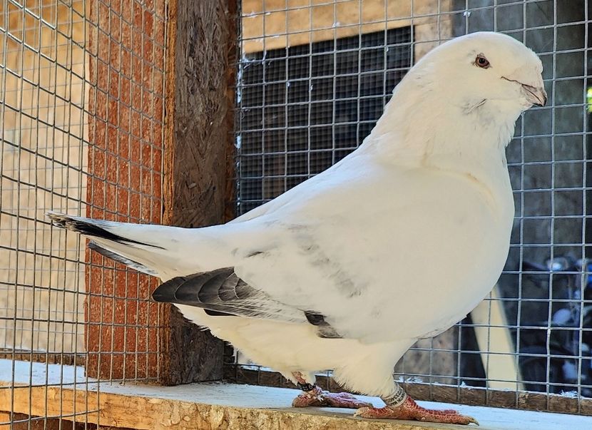 5 - Poze porumbei maturi 2024