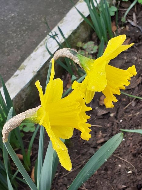  - FEBRUARIE- MARTIE- APRILIE