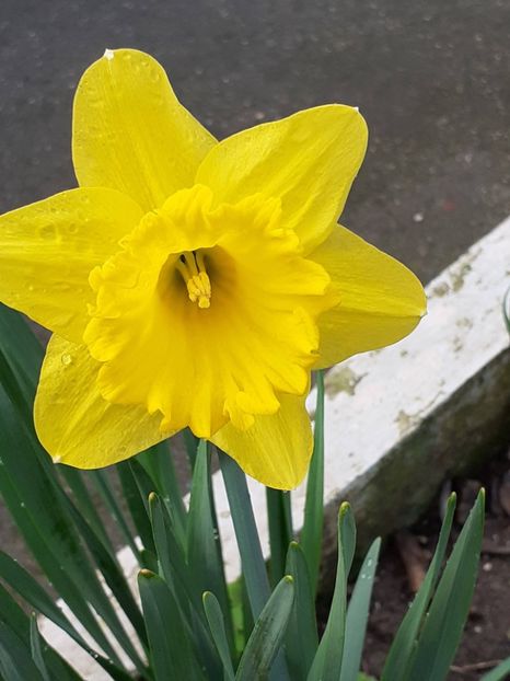  - FEBRUARIE- MARTIE- APRILIE