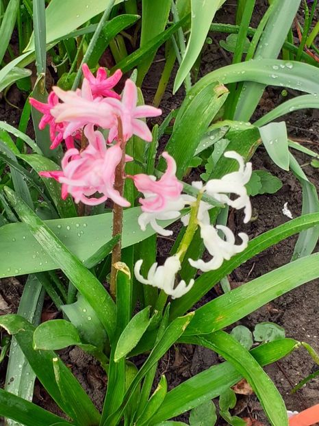  - FEBRUARIE- MARTIE- APRILIE