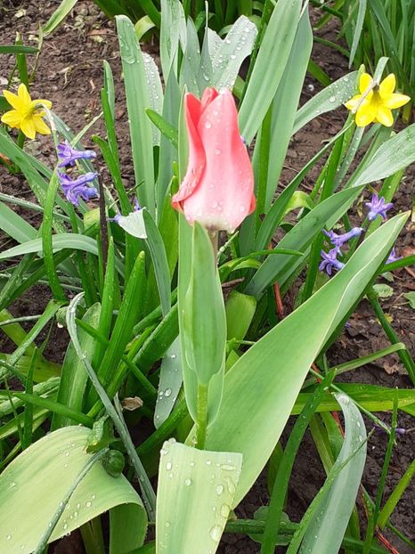  - FEBRUARIE- MARTIE- APRILIE
