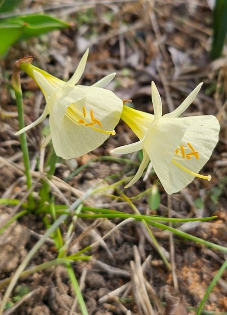 Artic bells sau Julia Jane - Narcise 2017 2023 24