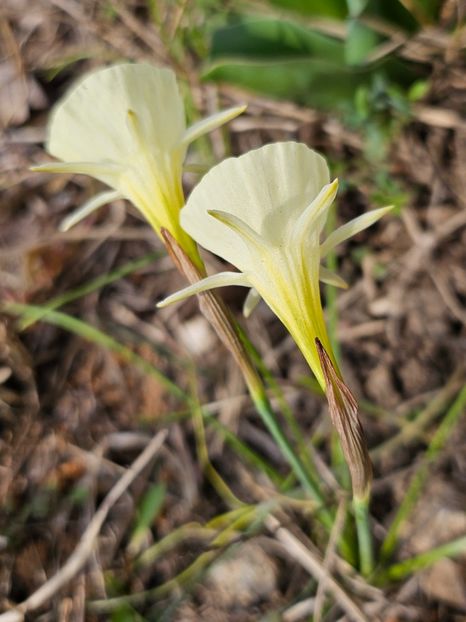  - Narcise 2017 2023 24