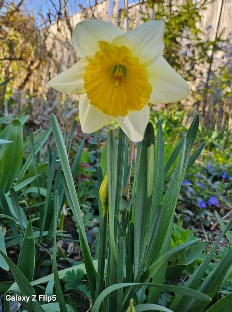  - Narcise 2017 2023 24