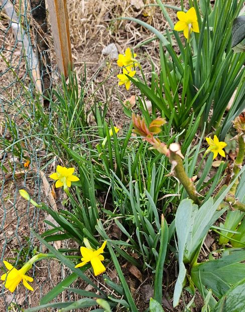  - Narcise 2017 2023 24