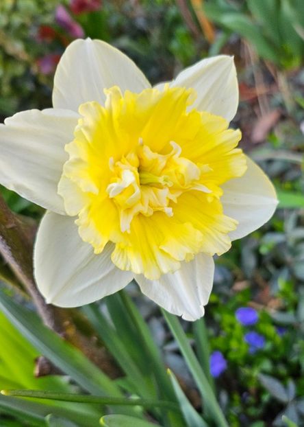  - Narcise 2017 2023 24