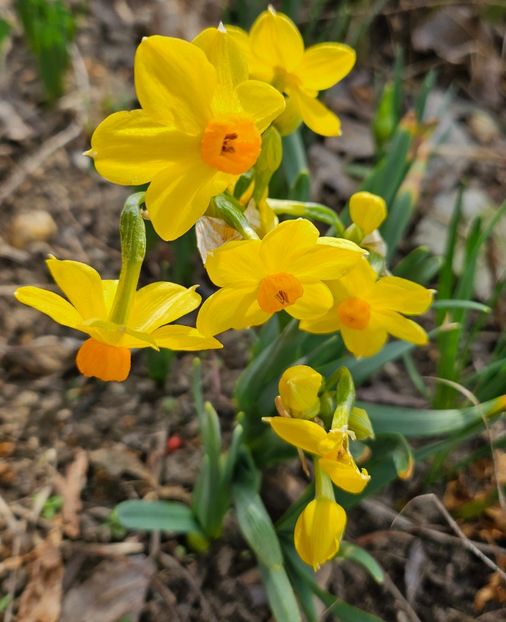  - Narcise 2017 2023 24