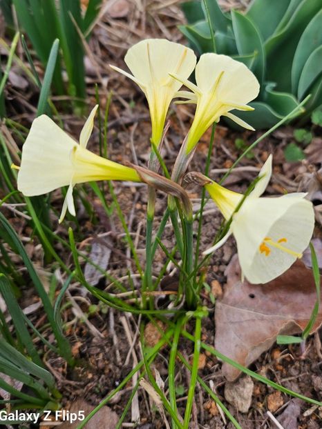  - Narcise 2017 2023 24