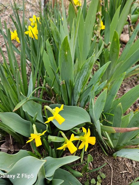  - Narcise 2017 2023 24