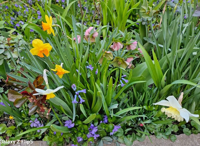  - Narcise 2017 2023 24