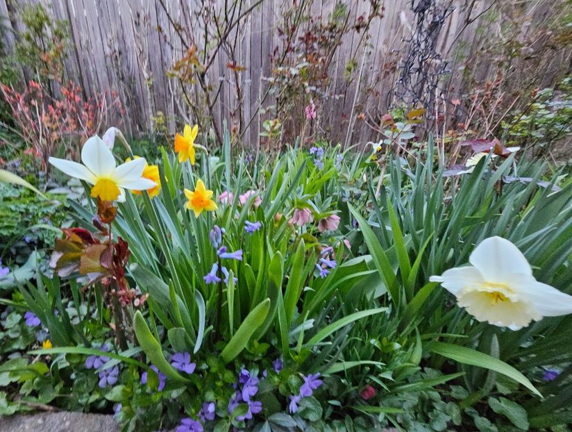  - Narcise 2017 2023 24