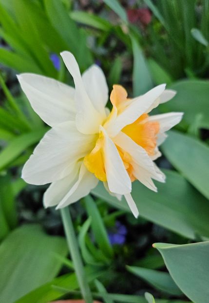  - Narcise 2017 2023 24