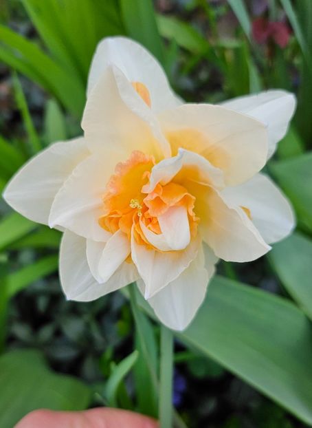  - Narcise 2017 2023 24