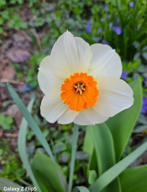  - Narcise 2017 2023 24