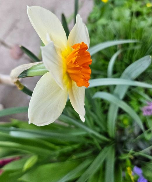  - Narcise 2017 2023 24