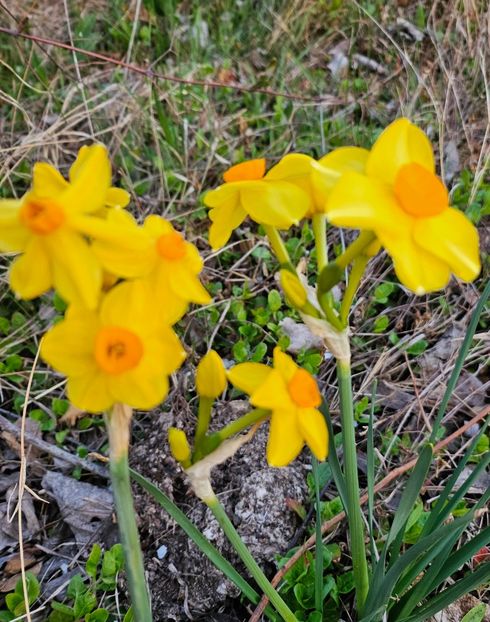  - Narcise 2017 2023 24