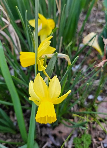  - Narcise 2017 2023 24