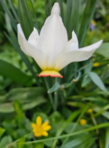  - Narcise 2017 2023 24