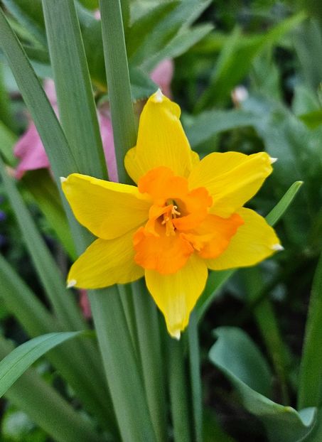  - Narcise 2017 2023 24