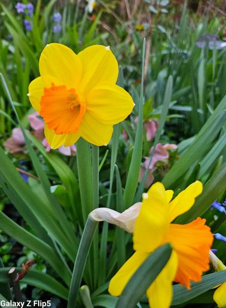  - Narcise 2017 2023 24