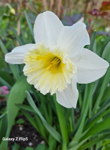  - Narcise 2017 2023 24