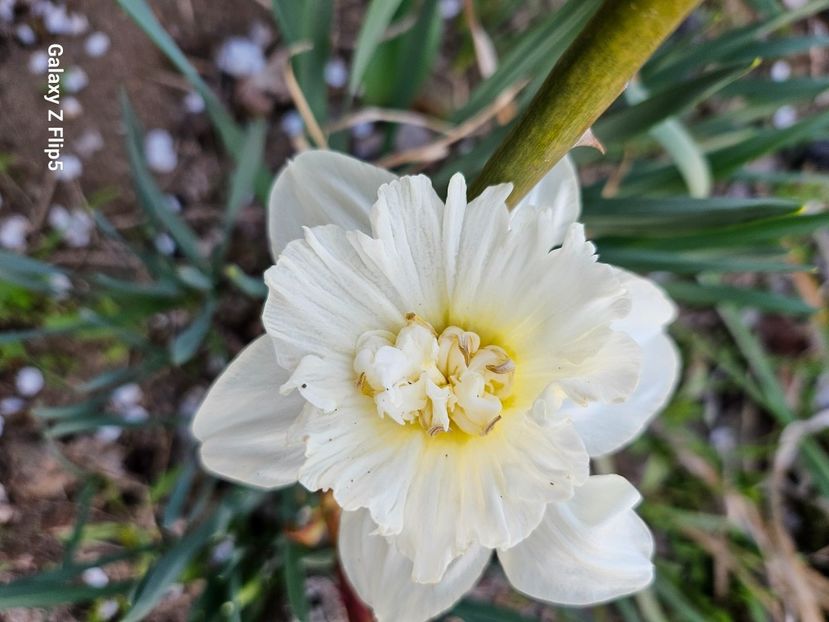  - Narcise 2017 2023 24