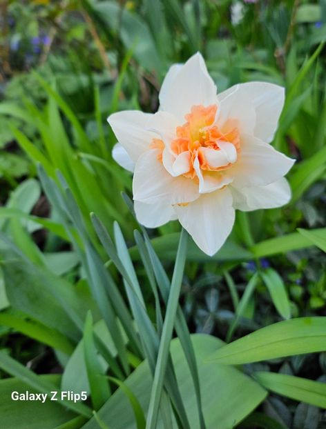  - Narcise 2017 2023 24