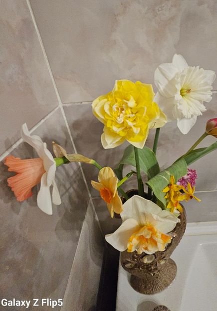  - Narcise 2017 2023 24