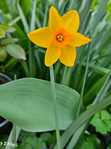  - Narcise 2017 2023 24