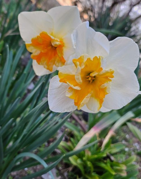  - Narcise 2017 2023 24