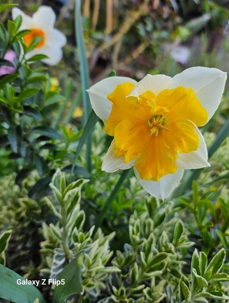  - Narcise 2017 2023 24