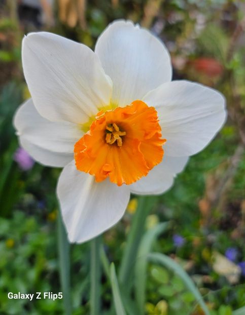  - Narcise 2017 2023 24