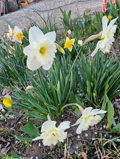  - Narcise 2017 2023 24