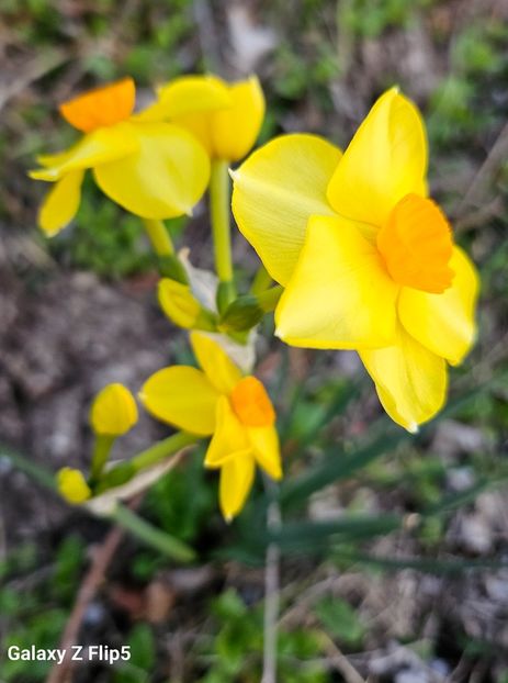  - Narcise 2017 2023 24