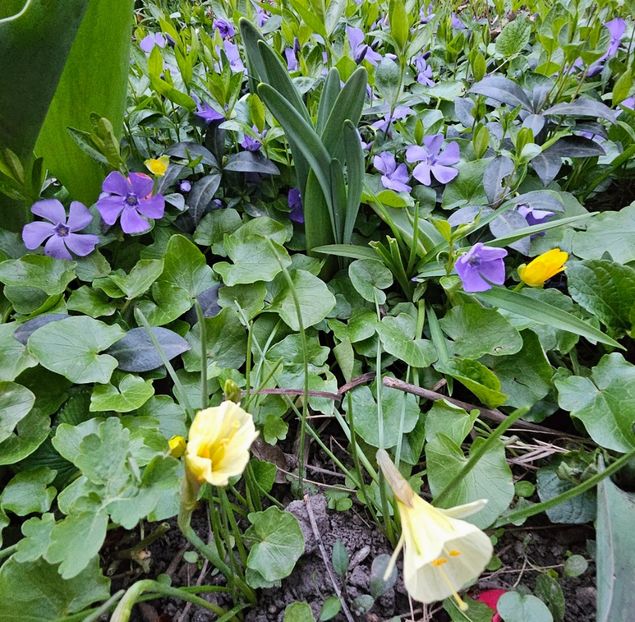  - Narcise 2017 2023 24