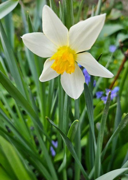  - Narcise 2017 2023 24