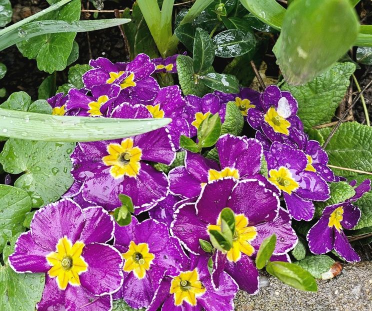  - Primule 21 22 23 24