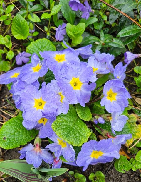  - Primule 21 22 23 24