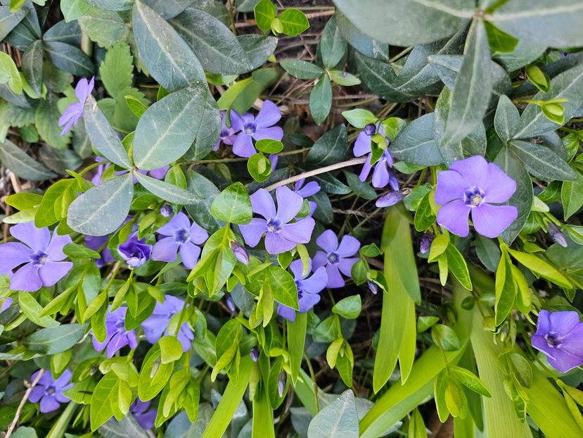  - Primule 21 22 23 24