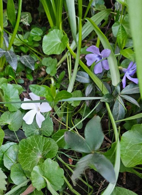  - Primule 21 22 23 24