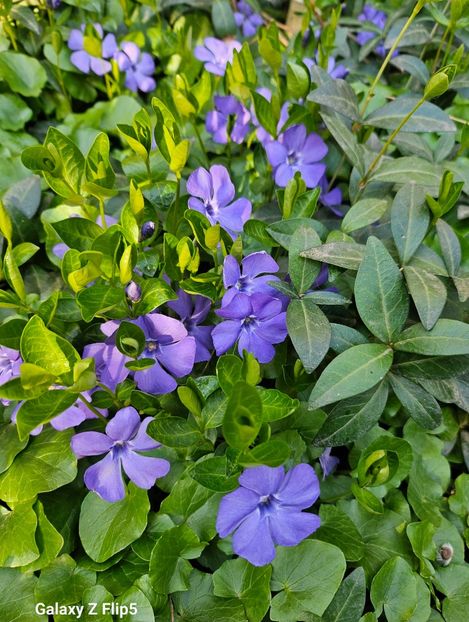  - Primule 21 22 23 24