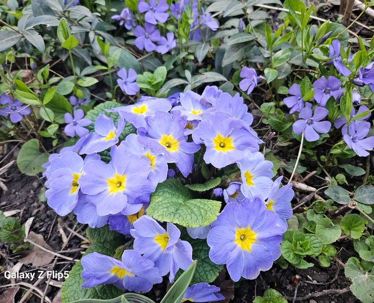  - Primule 21 22 23 24