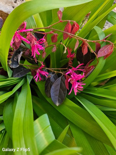  - Arbusti 2017 23 24