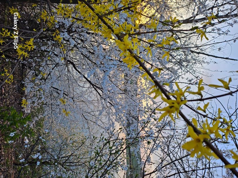  - Arbusti 2017 23 24