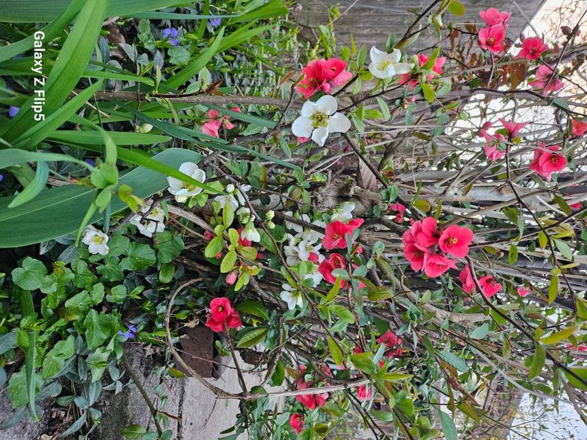  - Arbusti 2017 23 24