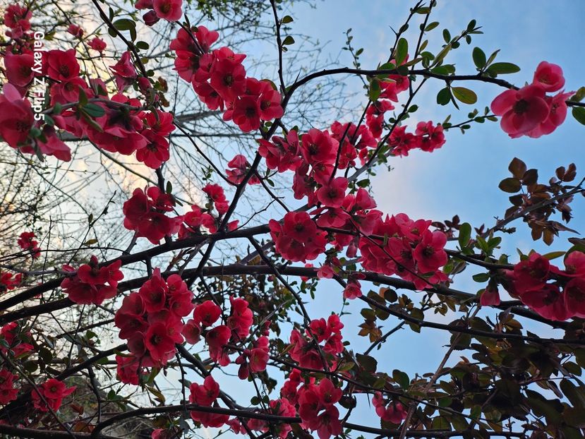  - Arbusti 2017 23 24