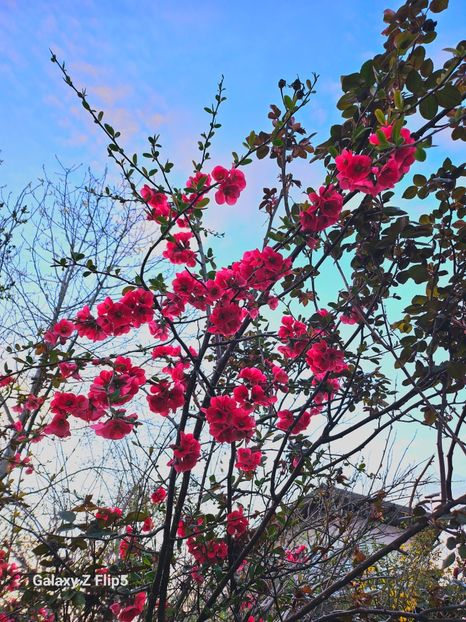  - Arbusti 2017 23 24